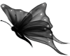 Black butterfly