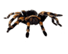 Antimated Tarantula
