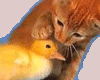 Cute Kitty