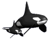 Orca Baby