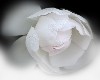 Product Image for White Rose