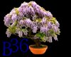 wisteria_bonsai