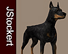 AP Doberman Pinscher #3