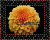 Product Image for Orange Ball Sticker