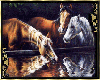 Beautiful Horses