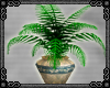 {D} Nouveau Plant 1