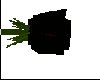Black Rose