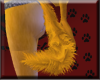 golden retriever tail