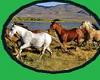 Wild Horses Rug