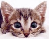 Kitty2