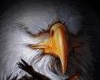 kay & eagle pic 2