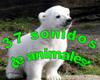 37ZooVoice