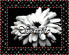 Product Image for White Bloom Sticker