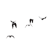 (R27) Darc Bats