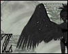 harpy wings (Celaeno)