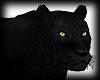 Black Tiger