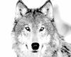 ~Wolf~ Sweet City Woman