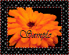 Product Image for Orange Bloom Sticker