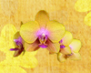 Flower n&deg; 3