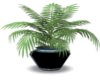 Sissy's House Plant