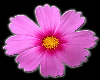 pink flower