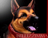 [B] Lobo GermanShprd Pet