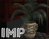 {IMP}Elegant Plant