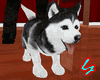Husky Puppy + Frisbee