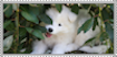 sticker_20873786_40574301