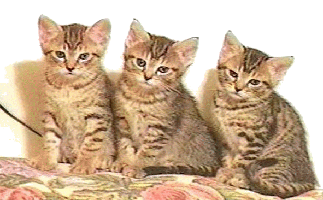 sticker_23019370_46845836