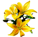 sticker_16288562_44868976