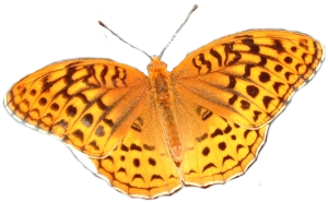 sticker_21375049_36457766