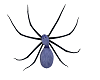 Charlotte Spider