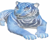 TIGER TIGRE PET