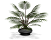 SN  Black potted palm