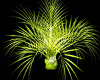 plant palm rave