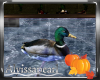 Fall Pond Ducks
