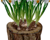 Planter Narcissus Middle