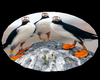 Puffin Rug