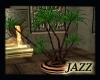 Jazzie-Egyptian Plant