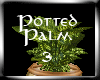 (MD)Potted Palm 3