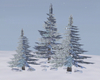 Winter Pine Trees/Rocks