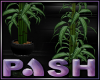 [PASH] Bamboo Plant