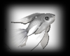 Silver spirit fish pet