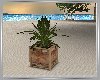 Summer Plant