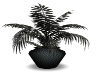 Black Silver Plant