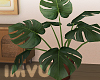 Monstera