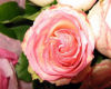 KCD Pink Rose 