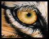 [E]* Tiger Eye Bg