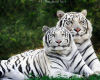 ~N~ White Tiger Duo